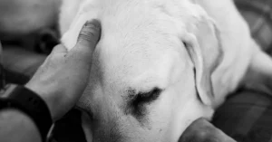 Leia mais sobre o artigo Tem corpo de pet na lixeira, e agora? 