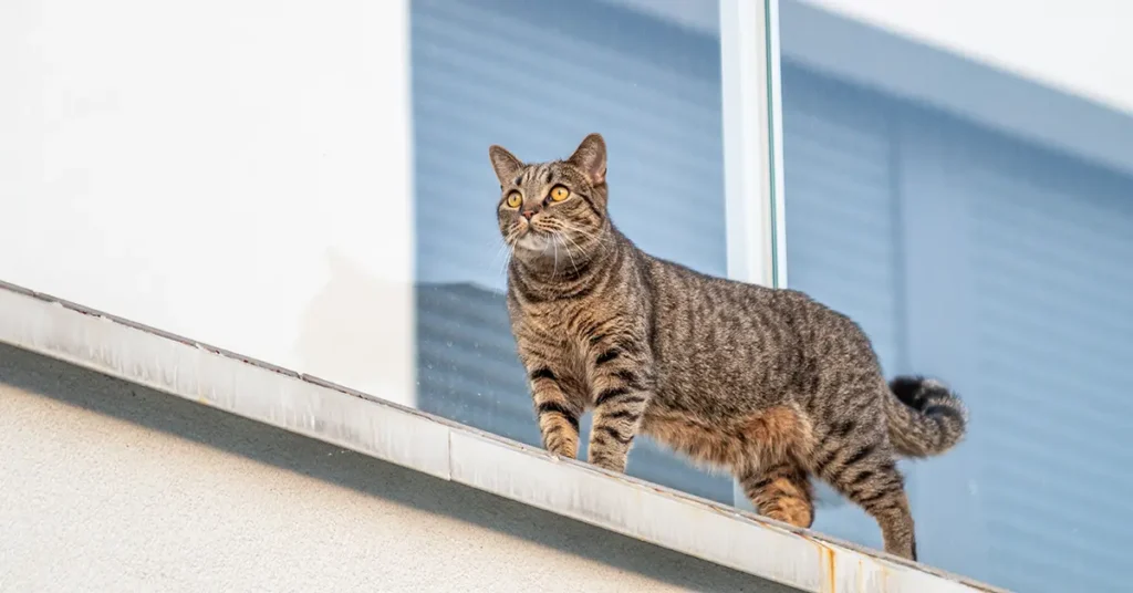 Gato no para peito da janela