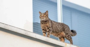 Leia mais sobre o artigo Uma surpresa atrás da outra: Histórias inacreditáveis de condomínio que parecem roteiro de comédia