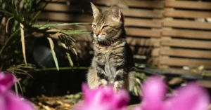 Leia mais sobre o artigo Infestação de gatos em condomínio: qual é a solução juridicamente correta?