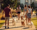 Animais passeando com os seus donos nas áreas comuns do condomínio