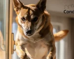 Cachorro pulando pela janela do apartamento